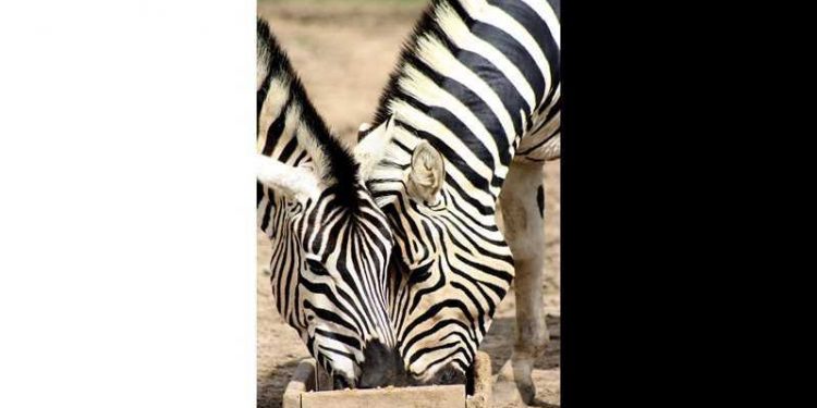 5 animals that can save humans