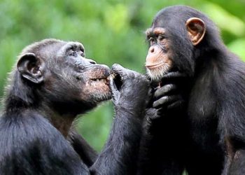 Chimp memory just like humans