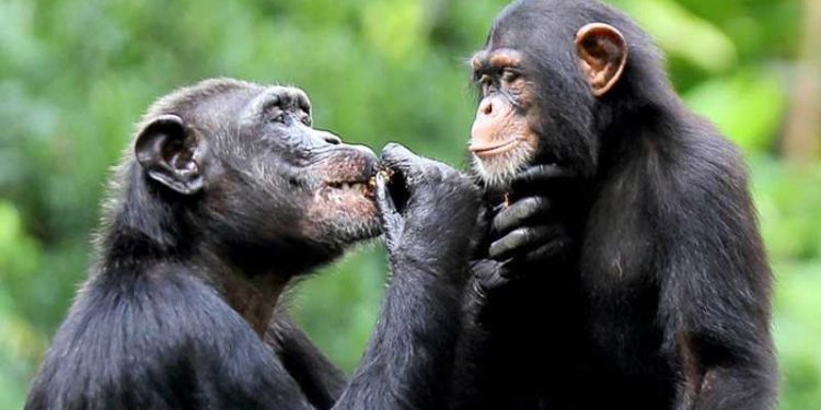 Chimp memory just like humans 18 Chimp memory just like humans