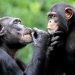 Chimp memory just like humans