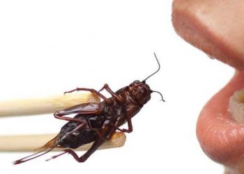 Fancy a bug for dinner