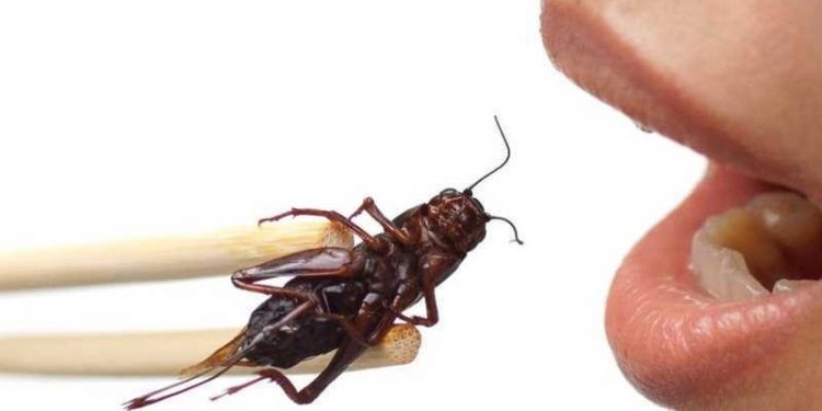 Fancy a bug for dinner