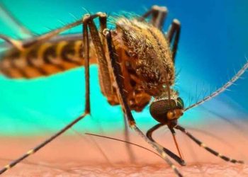 Mosquitos feel the heat