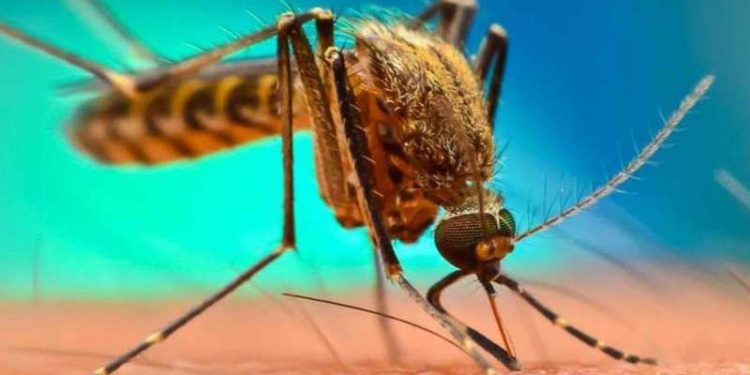 Mosquitos feel the heat 18 Mosquitos feel the heat