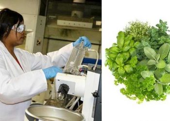 Harnessing plant power 19 Tabisa Diniso