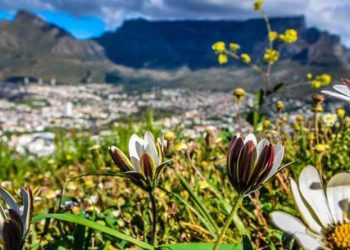 Local innovator, international player