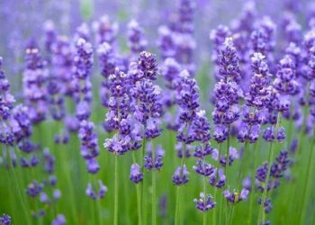 Lavender farming a viable option for SA youth