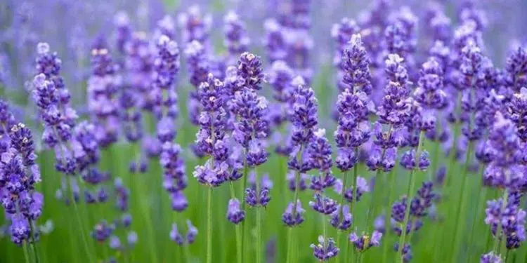 Lavender farming a viable option for SA youth