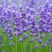 Lavender farming a viable option for SA youth