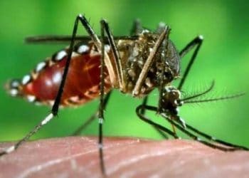 Malaria research - A unique innovation to eliminate malaria