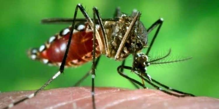 Malaria research - A unique innovation to eliminate malaria