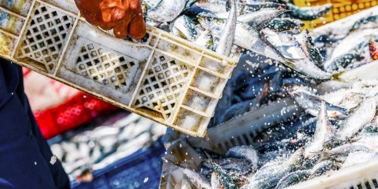 A new study calls for effective fisheries management systems to preserve fish populations 18 A new study calls for effective fisheries management systems to preserve fish populations