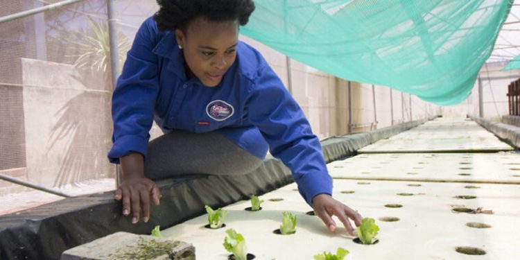 A young graduate has designed a novel fish feed to provide optimal nutrition to the African catfish and plants