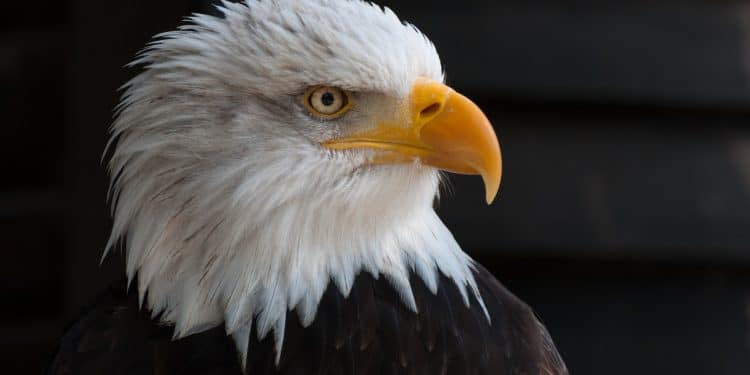 UCT research team designed a tool to minimise fatalities of vulnerable eagle species 18 UCT research team designed a tool to minimise fatalities of vulnerable eagle species