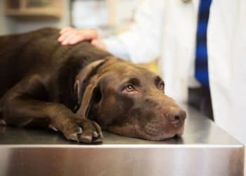 UP vet surgeons perform ‘ground-breaking’ technique to save the lives of two dogs