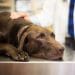 UP vet surgeons perform ‘ground-breaking’ technique to save the lives of two dogs