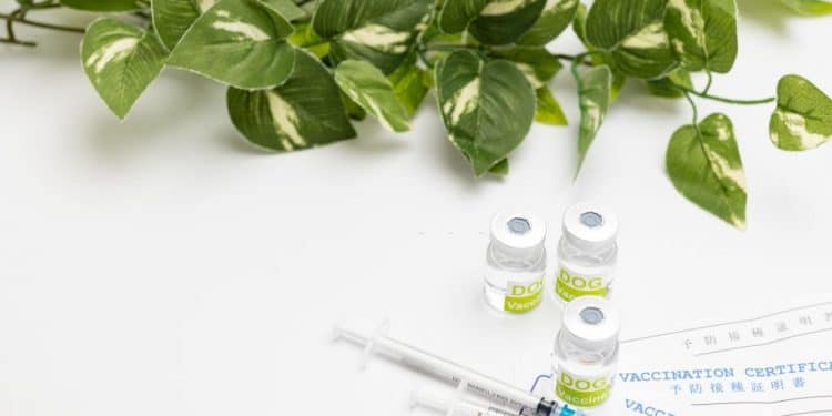 An innovative green animal vaccine scoops R200 000 in a clean-tech competition