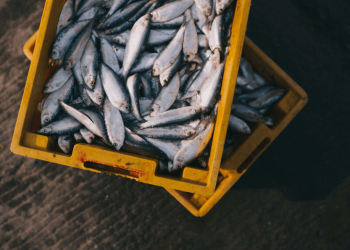 Give them fish to avoid malnutrition