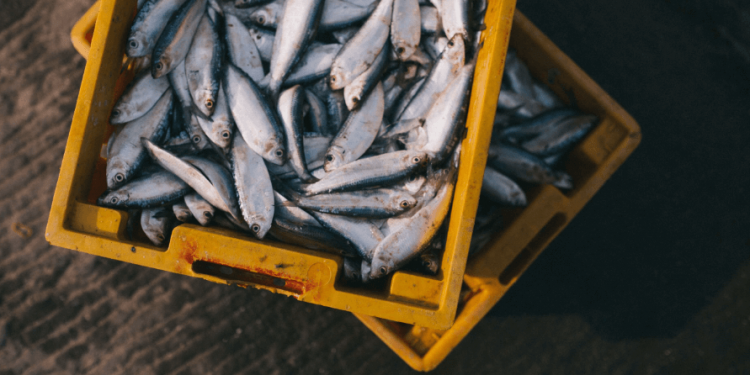 Give them fish to avoid malnutrition