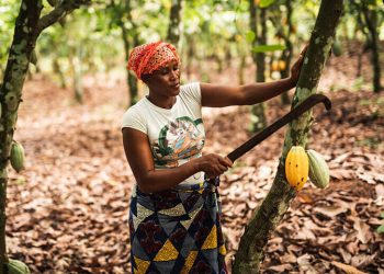 Ghanaian college unveils a machine to help cocoa farmers