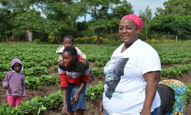 Feeding the locals and the world with fresh strawberries 18 Feeding the locals and the world with fresh strawberries