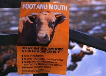 Food and Mouth Disease in Northern Cape calls for urgent action – if too long, you can use FMD in in Northern Cape