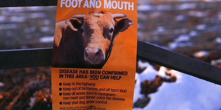 Food and Mouth Disease in Northern Cape calls for urgent action – if too long, you can use FMD in in Northern Cape