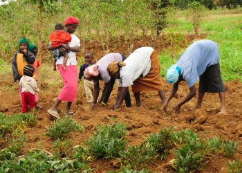 african women in a field sewing seeds
