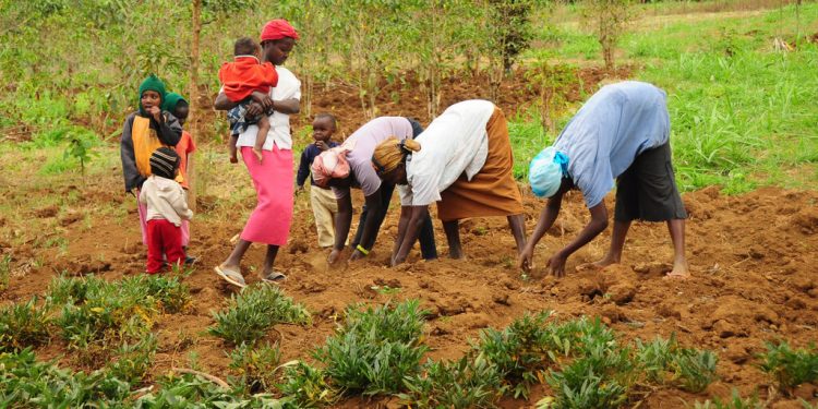 african women in a field sewing seeds