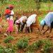 african women in a field sewing seeds