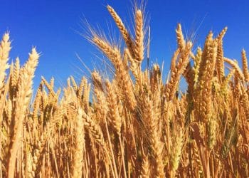 grain Russia-Ukraine conflict