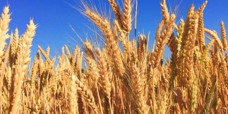 grain Russia-Ukraine conflict