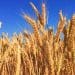 grain Russia-Ukraine conflict