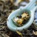 New Rooibos phytosome to be developed for cosmetic application