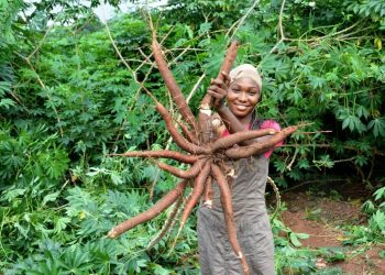 African cassava genome breakthrough