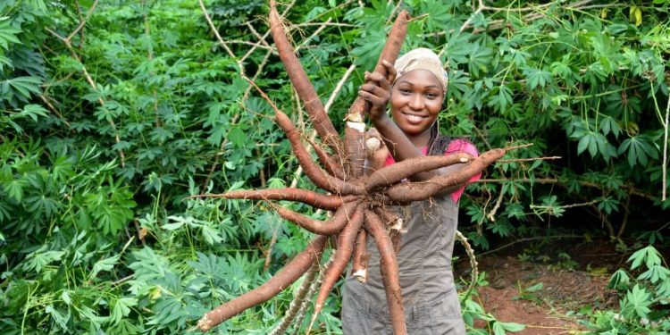 African cassava genome breakthrough
