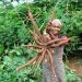 African cassava genome breakthrough