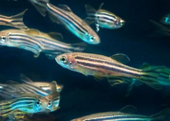 Recent zebrafish study confirms ivermectin is not safe for human use