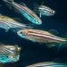 Recent zebrafish study confirms ivermectin is not safe for human use