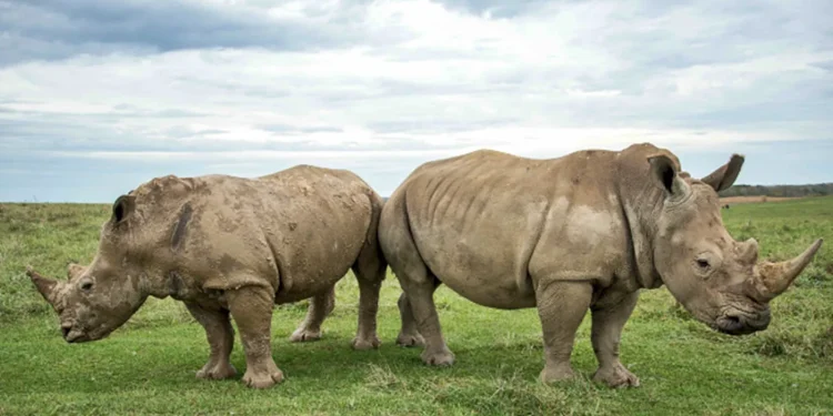 Rhinos