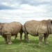 Rhinos
