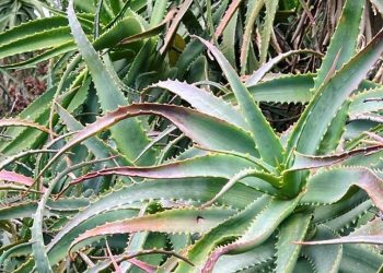 Aloe Vera to treat Myositis ossificans