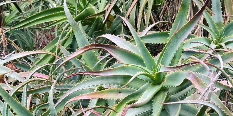 Aloe Vera to treat Myositis ossificans