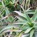 Aloe Vera to treat Myositis ossificans