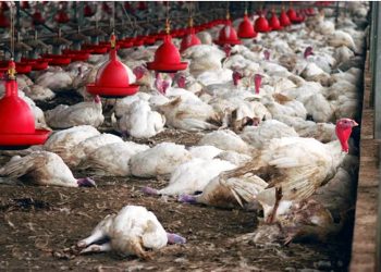 dead birds due to Avian influenza