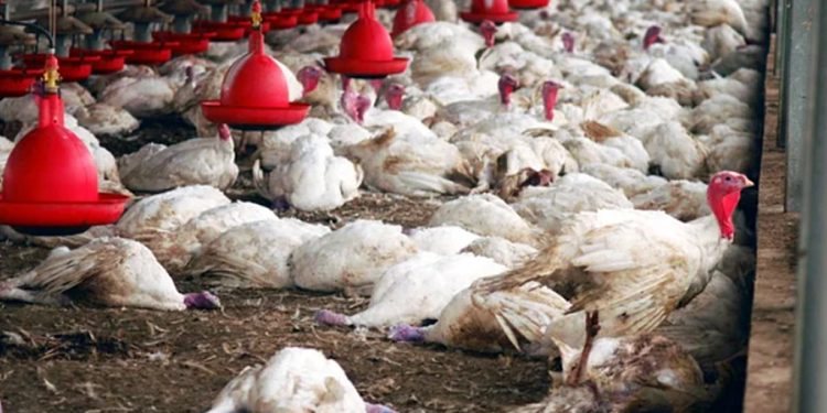 dead birds due to Avian influenza