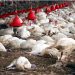 Looking to Science to Eradicate Avian Influenza (Bird flu) 23 dead birds due to Avian influenza