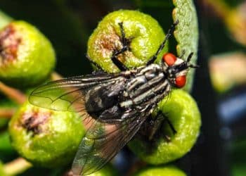 Fruit flies