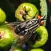 Fruit flies