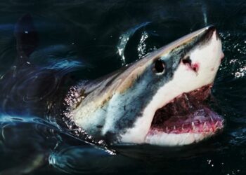 Shark attacks by Great White Sharks